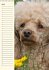 Pudel / Geburtstagskalender... - Bild 5