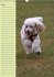 Pudel / Geburtstagskalender... - Bild 6