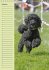 Pudel / Geburtstagskalender... - Bild 11