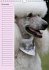 Pudel / Geburtstagskalender... - Bild 12