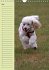 Pudel / Geburtstagskalender... - Bild 6