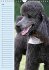 Pudel / Geburtstagskalender... - Bild 8
