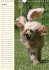 Pudel / Geburtstagskalender... - Bild 9
