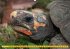 Schildkröten (Wandkalender... - Bild 12