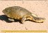 Schildkröten (Wandkalender... - Bild 13