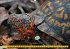 Schildkröten (Wandkalender... - Bild 3