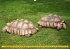 Schildkröten (Wandkalender... - Bild 6