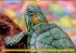 Schildkröten (Wandkalender... - Bild 7