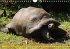 Schildkröten (Wandkalender... - Bild 2