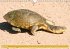 Schildkröten (Wandkalender... - Bild 13