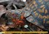 Schildkröten (Wandkalender... - Bild 3