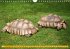 Schildkröten (Wandkalender... - Bild 6