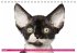 Katzen-Babys (Tischkalender... - Bild 2