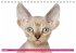 Katzen-Babys (Tischkalender... - Bild 11