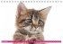 Katzen-Babys (Tischkalender... - Bild 12