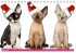 Katzen-Babys (Tischkalender... - Bild 13