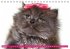 Katzen-Babys (Tischkalender... - Bild 3