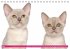 Katzen-Babys (Tischkalender... - Bild 4