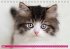 Katzen-Babys (Tischkalender... - Bild 5