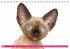Katzen-Babys (Tischkalender... - Bild 6