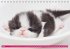 Katzen-Babys (Tischkalender... - Bild 7