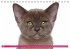 Katzen-Babys (Tischkalender... - Bild 8