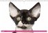 Katzen-Babys (Wandkalender... - Bild 2