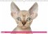 Katzen-Babys (Wandkalender... - Bild 11