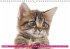 Katzen-Babys (Wandkalender... - Bild 12