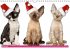 Katzen-Babys (Wandkalender... - Bild 13