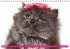 Katzen-Babys (Wandkalender... - Bild 3