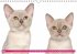Katzen-Babys (Wandkalender... - Bild 4