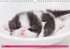 Katzen-Babys (Wandkalender... - Bild 7