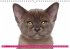 Katzen-Babys (Wandkalender... - Bild 8