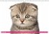 Katzen-Babys (Wandkalender... - Bild 10