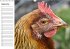 Hühner / Geburtstagskalender... - Bild 10