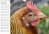 Hühner / Geburtstagskalender... - Bild 10