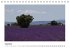 Die Provence zur Lavendelblüte... - Bild 13