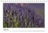 Die Provence zur Lavendelblüte... - Bild 10