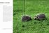 Der Igel - Bild 4