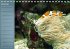 Bunte Riffbewohner - Fische, Anemonen... - Bild 13