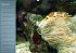 Bunte Riffbewohner - Fische, Anemonen... - Bild 13