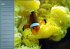 Bunte Riffbewohner - Fische, Anemonen... - Bild 4