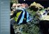 Bunte Riffbewohner - Fische, Anemonen... - Bild 5