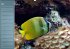 Bunte Riffbewohner - Fische, Anemonen... - Bild 6