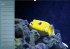 Bunte Riffbewohner - Fische, Anemonen... - Bild 7