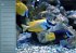 Bunte Riffbewohner - Fische, Anemonen... - Bild 8