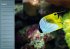 Bunte Riffbewohner - Fische, Anemonen... - Bild 9