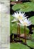 Fleurs tropicales / calendrier... - Bild 2