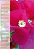 Fleurs tropicales / calendrier... - Bild 4